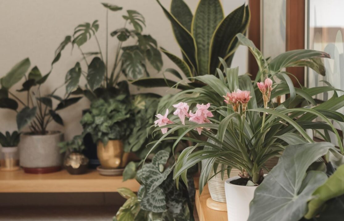 Doniczki z zielonymi roślinami w salonie