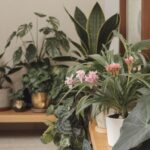 Doniczki z zielonymi roślinami w salonie